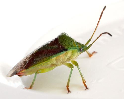 Elasmostethus sp.